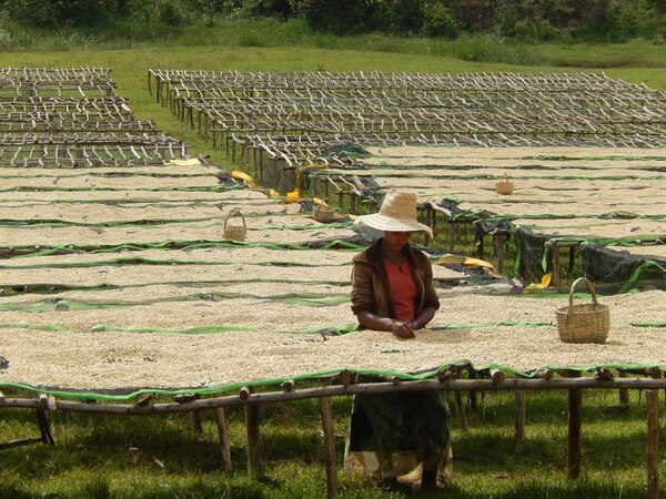 canh tác sản xuất cà phê Ethiopia