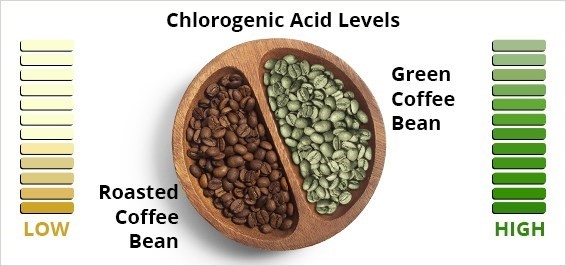 Cà phê chưa rang chứa nhiều Chlorogenic Acid (CGA) hơn cà phê rang