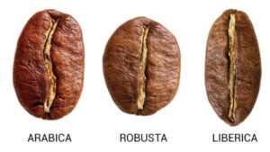 Cac giong hat ca phe chua rang