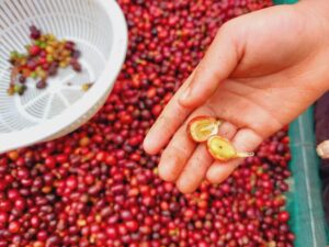 Cau truc vat ly cua hat ca phe Excelsa