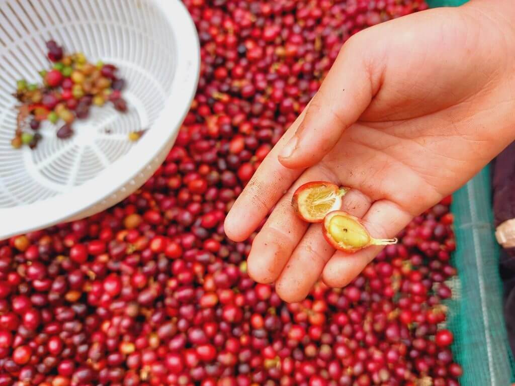 Cấu trúc vật lý của hạt cà phê Excelsa