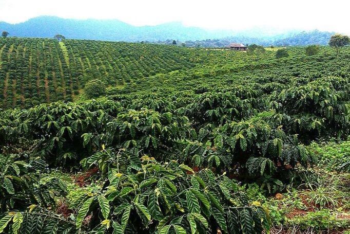 Đặc điểm địa lý của cà phê chè miền trung