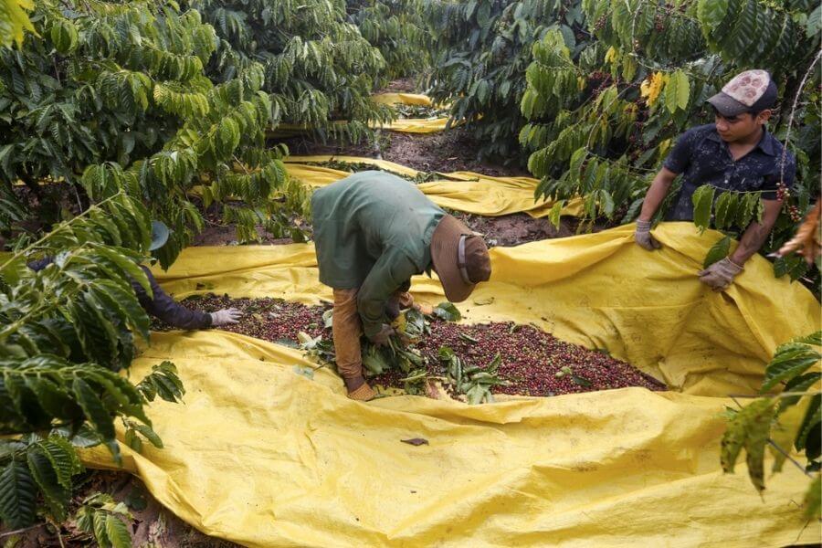 Giai đoạn 1 của cà phê arabica rang mộc