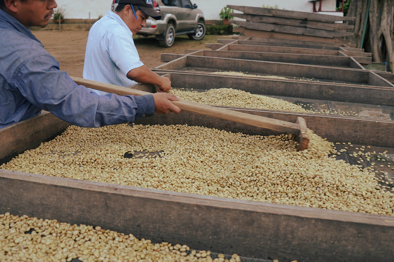 Giai đoạn 2 của cà phê arabica rang mộc