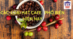 CAC LOAI HAT CA PHE PHO BIEN HIEN NAY