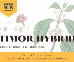 Giống cà phê Cà phê Timor Hybrid