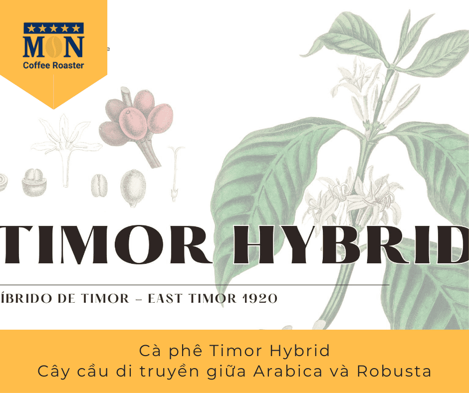 Giống cà phê Cà phê Timor Hybrid