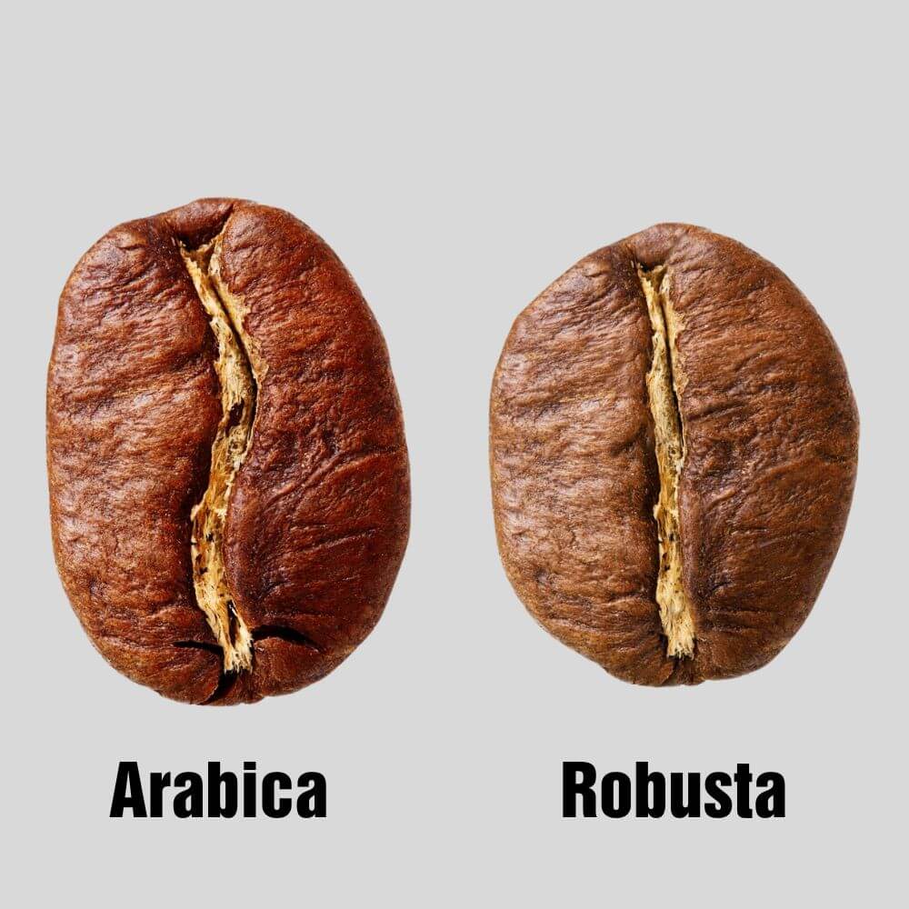 So S nh C Ph Arabica V Robusta M y Rang C Ph Mon Roaster