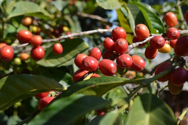 Heirloom là một khẳng định với thế giới rằng hạt cà phê là báu vật mà người Ethiopia đã bảo vệ và truyền lại qua các thế hệ.