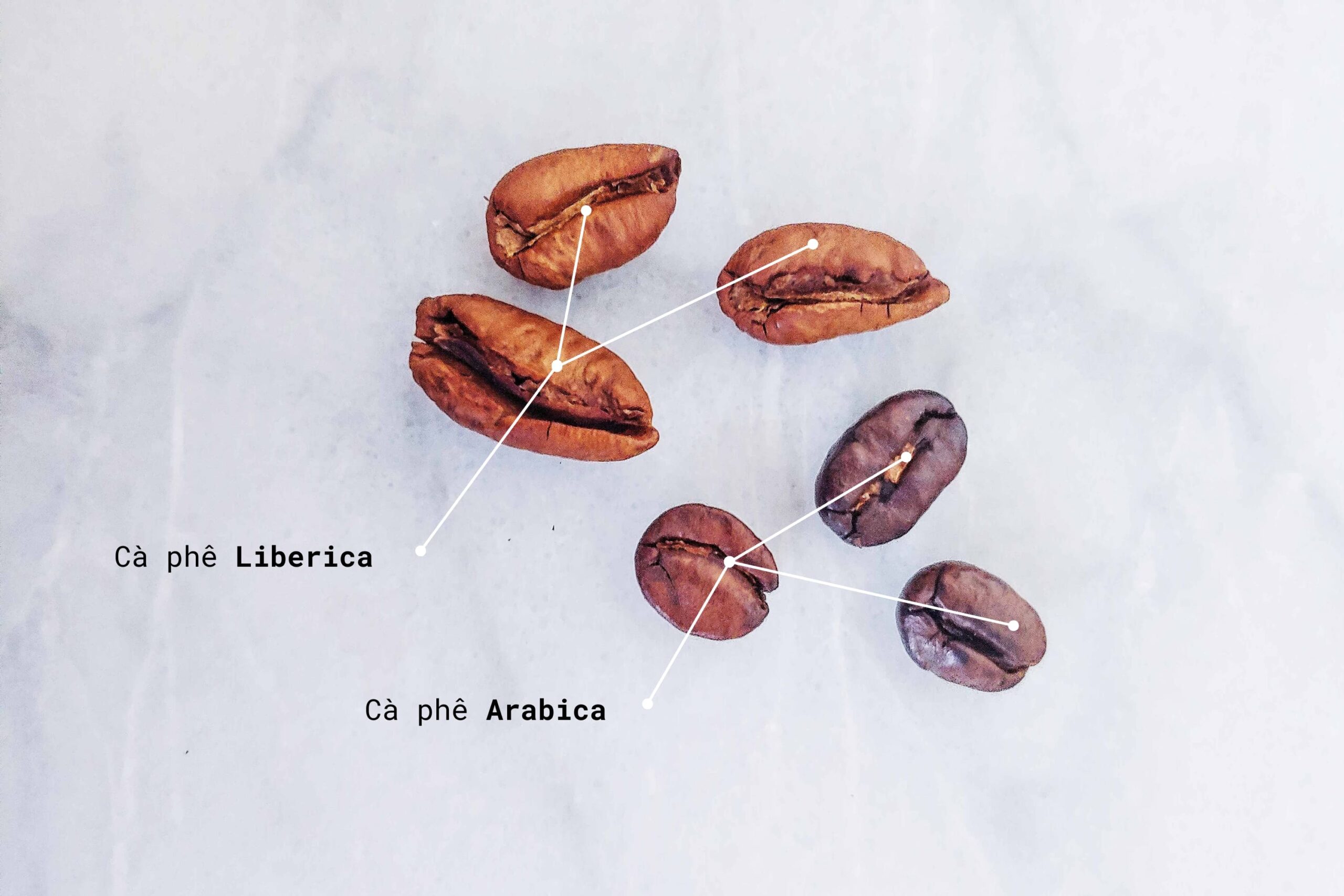 Khác biệt hình dáng cà phê Liberica và cà phê Arabica