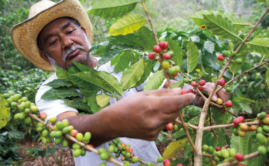 Khí hậu và thổ nhưỡng tại Brazil