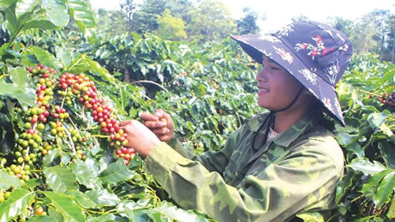 Lịch sử cà phê arabica khe sanh