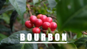 Loai hat ca phe Bourbon