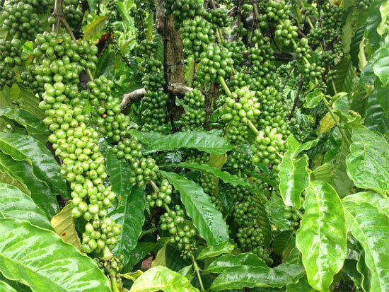 Lựa chọn và sử dụng giống cà phê kháng bệnh gỉ sắt trên cà phê