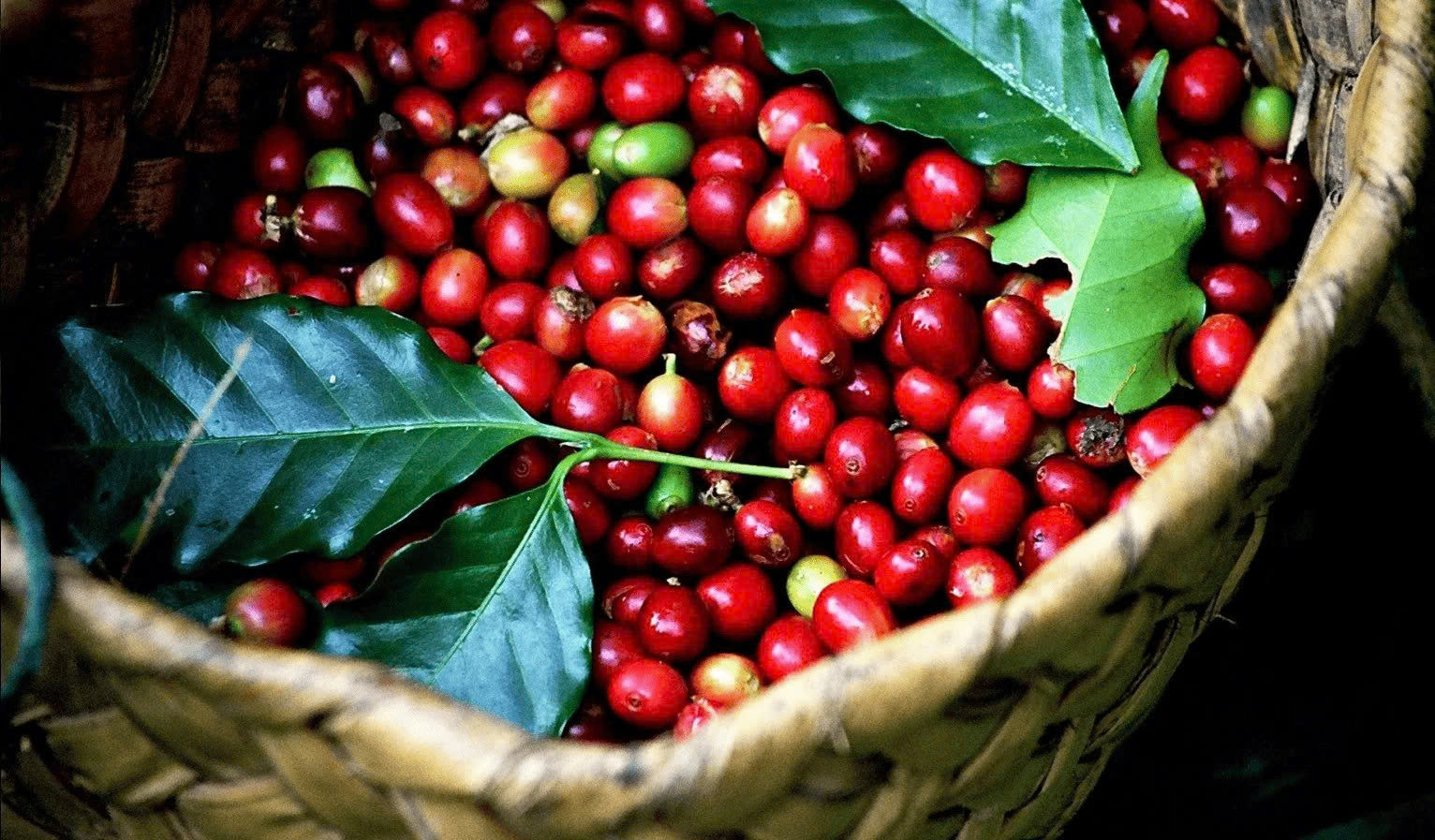 Lưu ý khi lưu trữ cafe