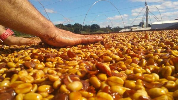 Quả cà phê khô đi sẽ giảm độ ẩm, ức chế vi khuẩn phát triển