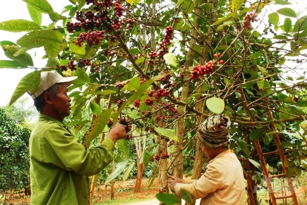 Quảng Trị - Vị trí địa lý của cà phê khe sanh