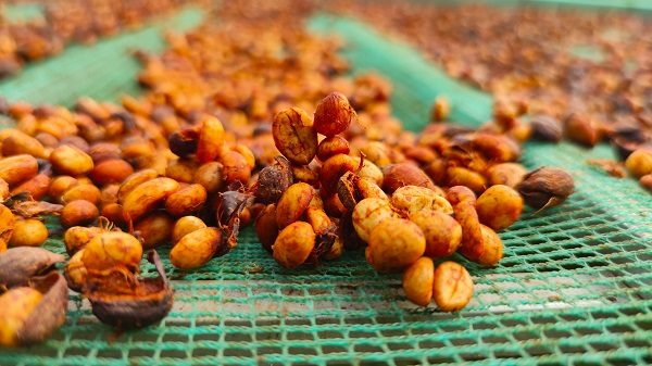 Quy trình chế biến cà phê Honey