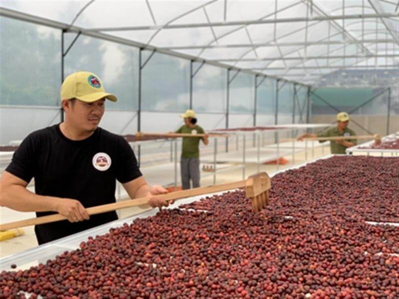 Quy trình chế biến cà phê chè miền Trung