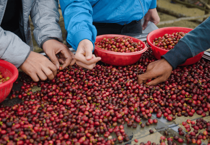 Sơ chế hạt cà phê trong cách rang cà phê bằng tay