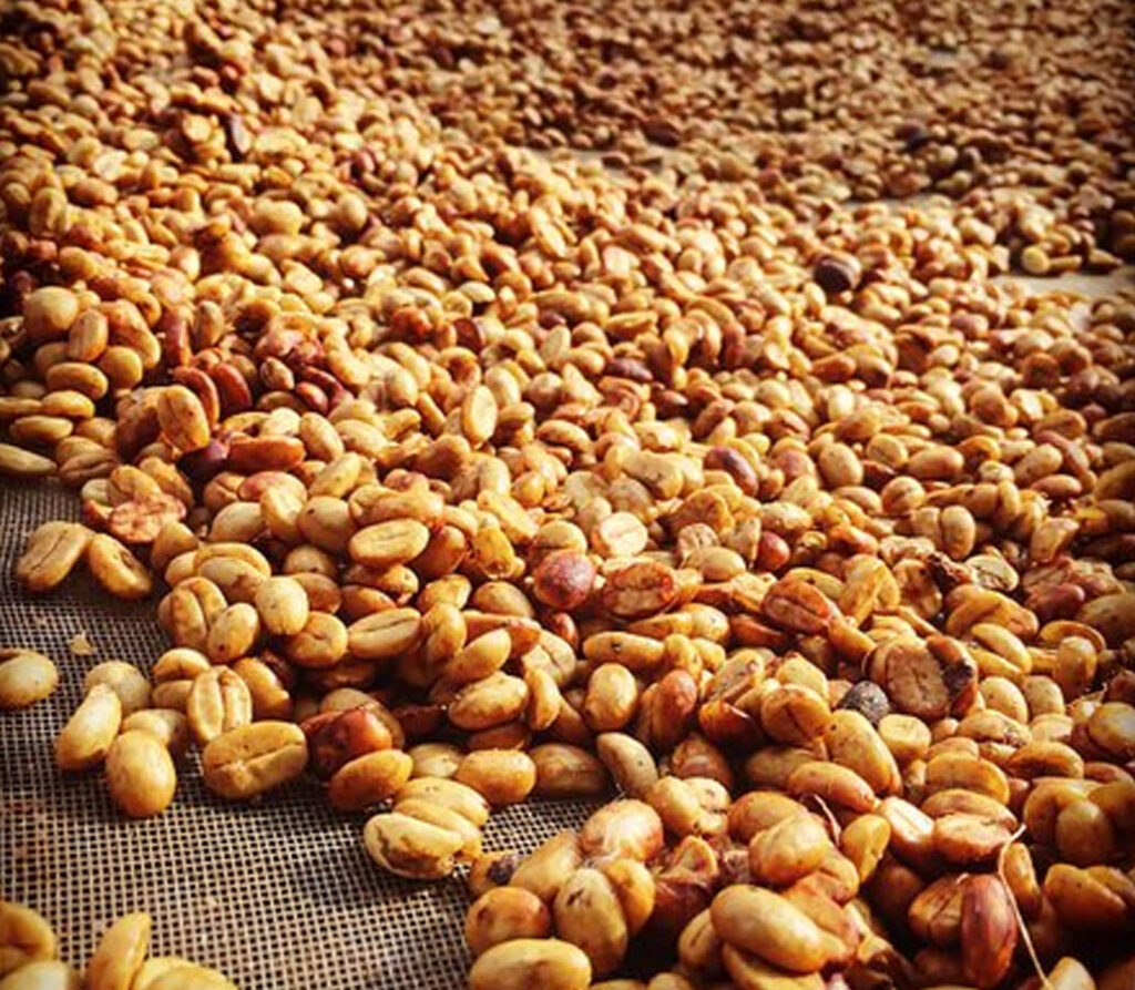 Tiêu chí chọn mua cà phê Honey