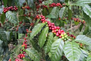 Tìm hiểu về giống cà phê Centroamericano