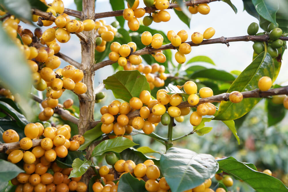 Top hạt có hàm lượng đường trong hạt cà phê cao - Bourbon