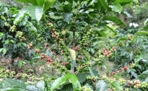 Ứng dụng của cà phê Centroamericano