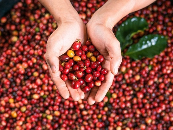 Làn sóng cà phê thứ 3