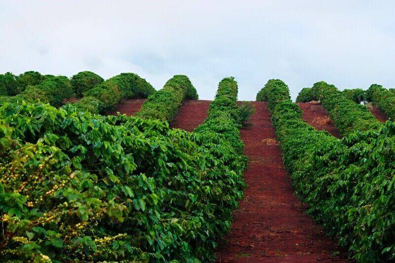 Yếu tố địa lý và tự nhiên ảnh hưởng đến văn hóa cà phê