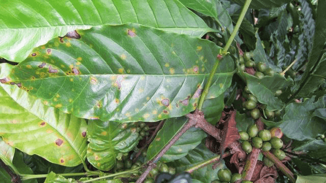 bệnh gỉ sắt trên cà phê