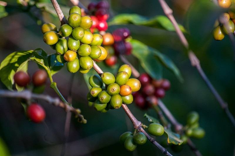 ca-phe-Arabica-2