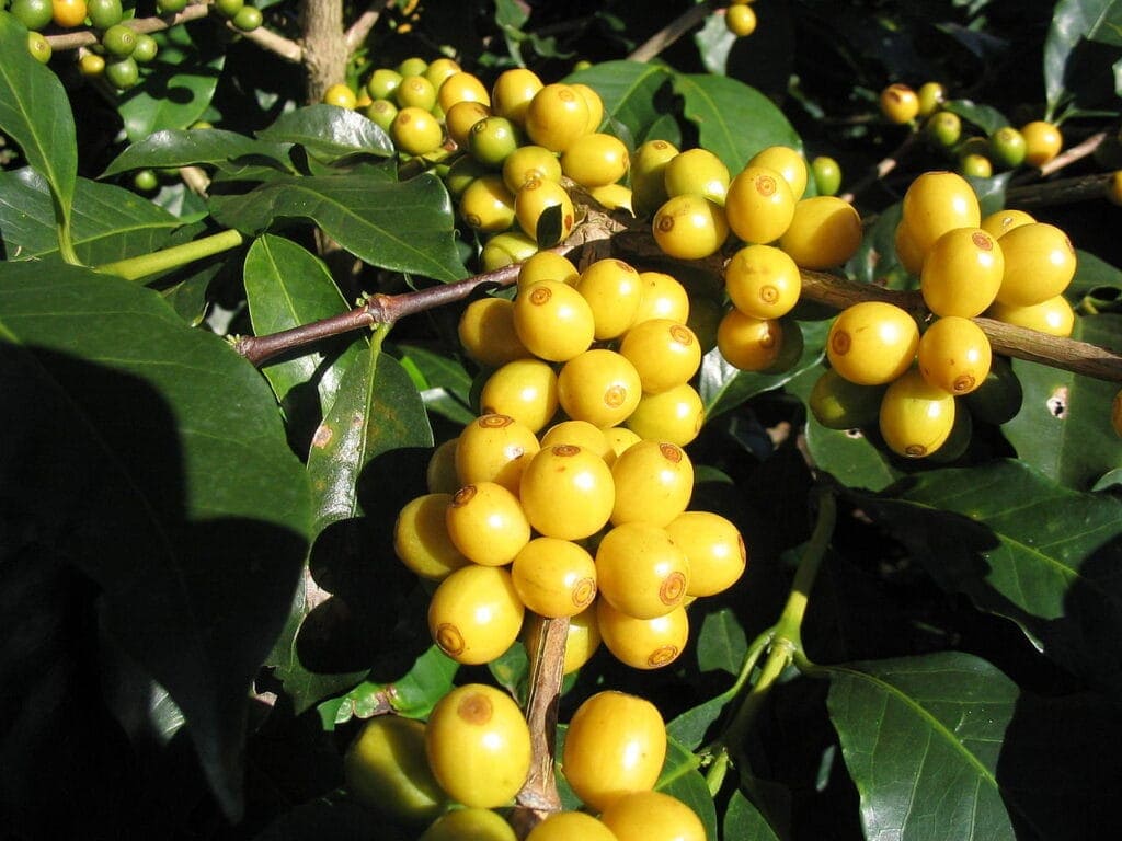 Quả cà phê bourbon