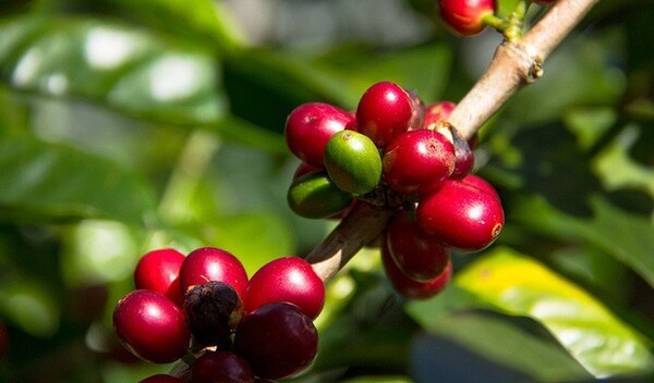 Cây cà phê Panama Geisha