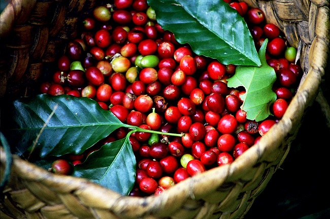 ca-phe-robusta-1
