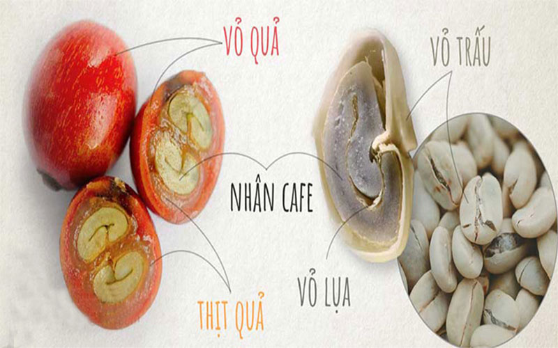 cau tao cua hat cafe