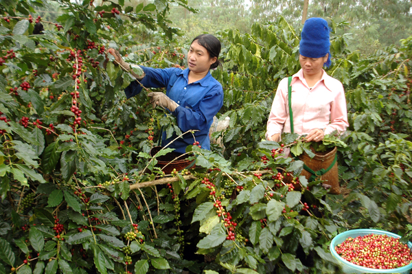 co-hoi-nghe-nghiep-trong-nganh-ca-phe-1